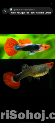 সব ধরনের গাপ্পি মাছ পাওয়া যায়